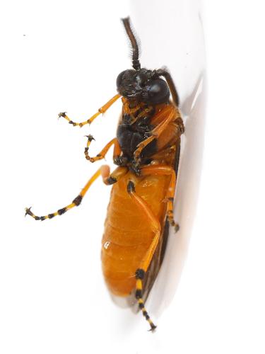 Arge ochropus